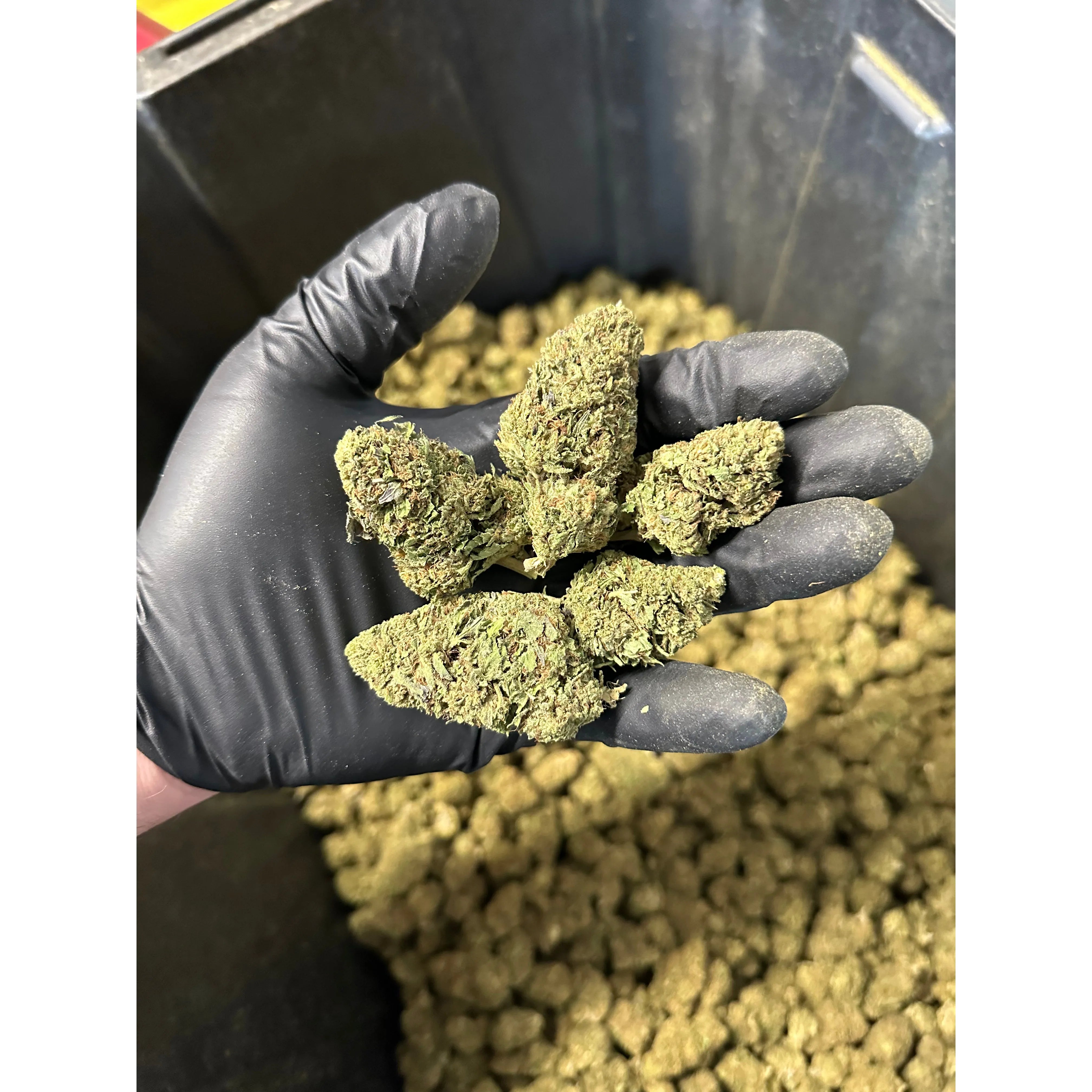 Casino Cookies Hemp Flower